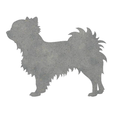 Long Haired Chihuahua