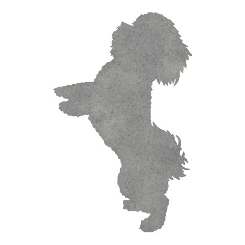 Maltese (Playful Leap)