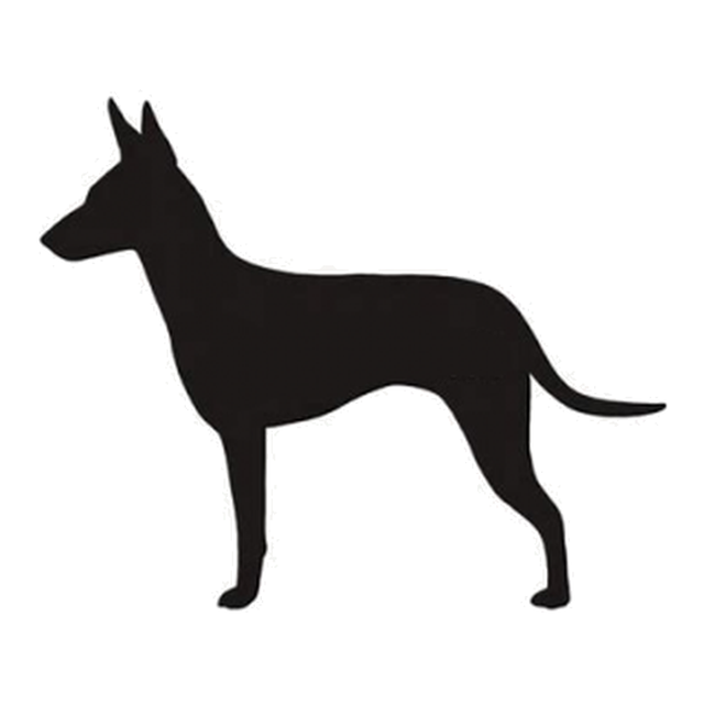 Manchester Terrier