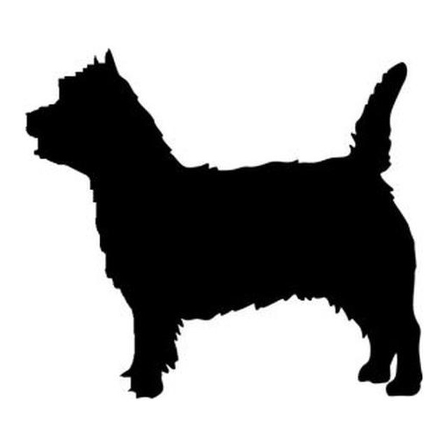 Norwich Terrier 1