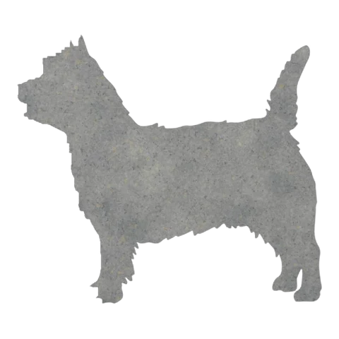 Norwich Terrier (Alert Stance)