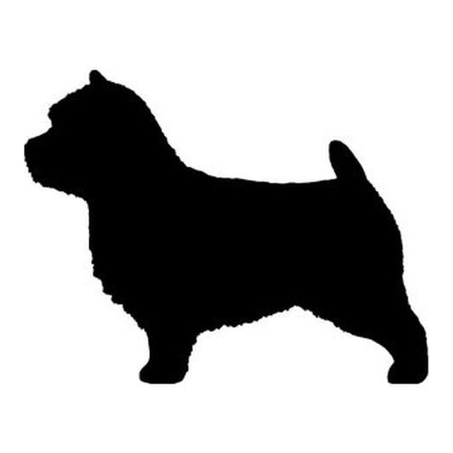 Norwich Terrier 2