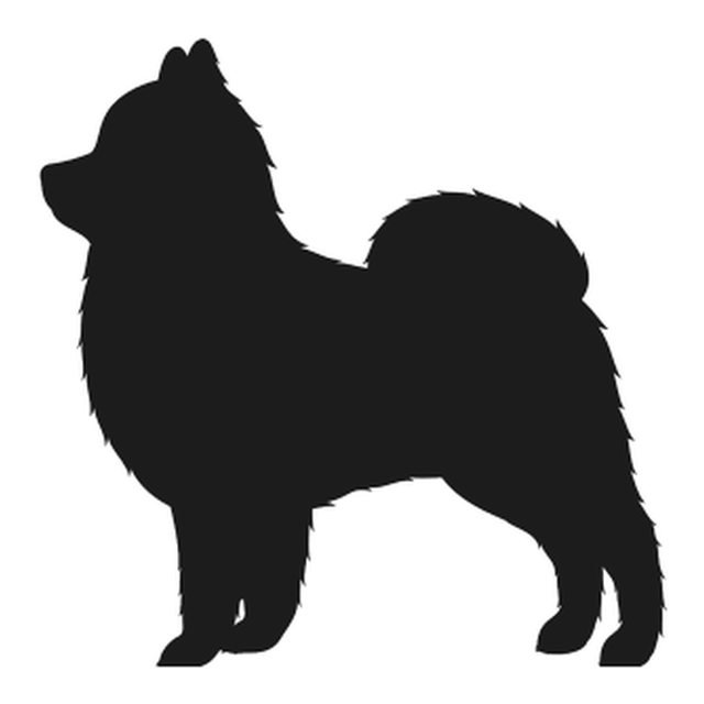 Pomeranian 1