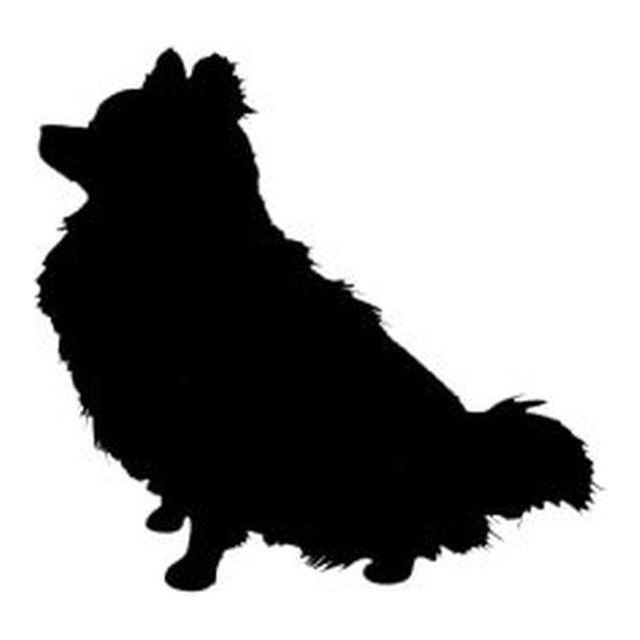 Pomeranian 2