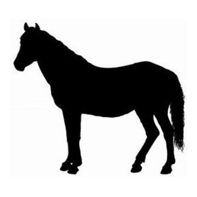Pony 3