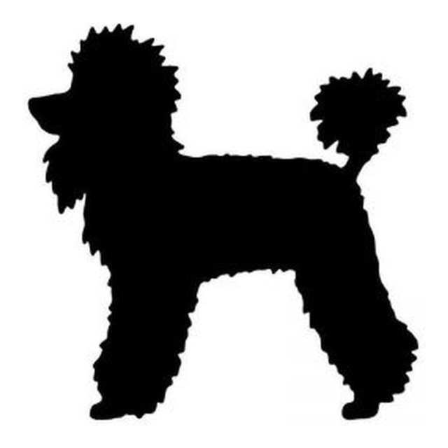 Poodle 1