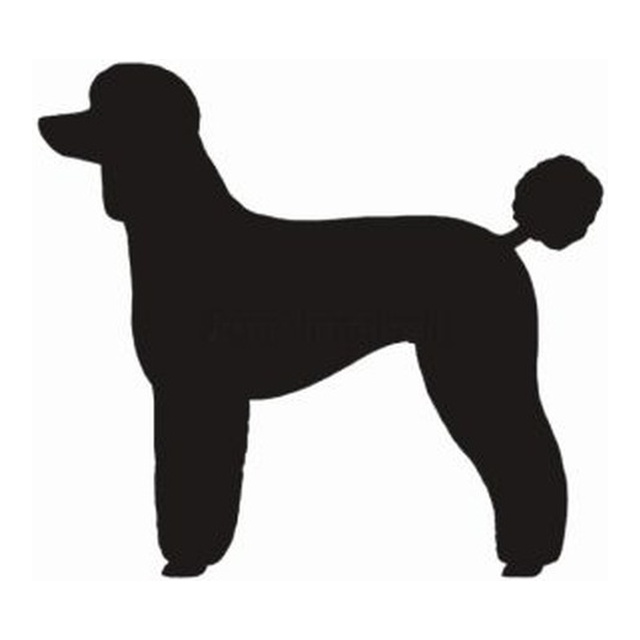 Poodle 2