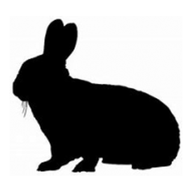 Rabbit 1