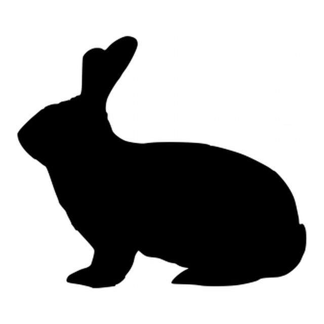 Rabbit 3