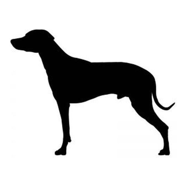 Rhodesian Ridgeback 1