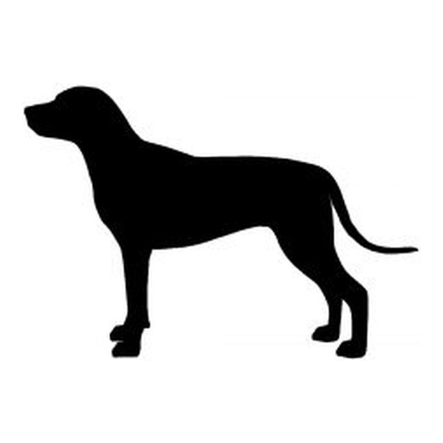 Rhodesian Ridgeback 2
