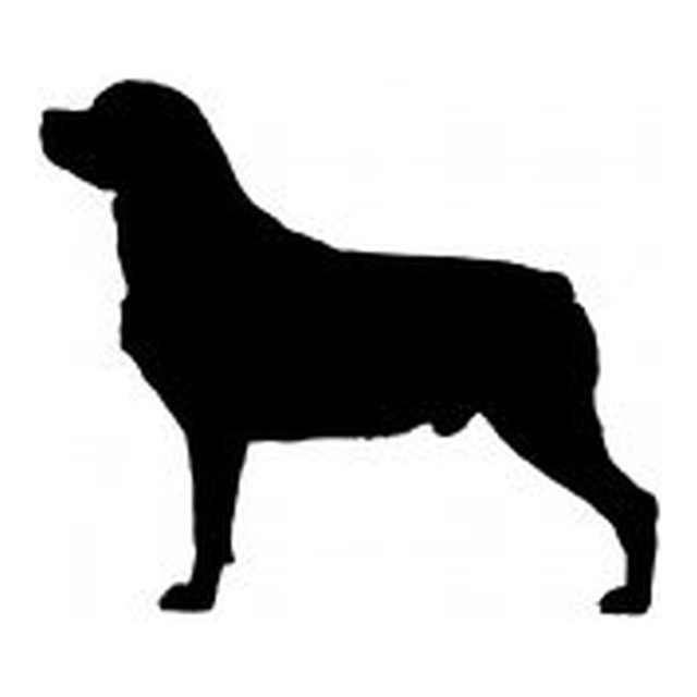 Rottweiler 2