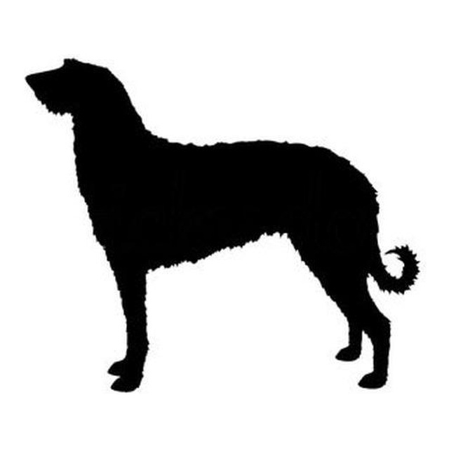 Scottish Deerhound 1