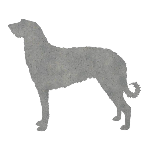 Scottish Deerhound (Noble Stance)