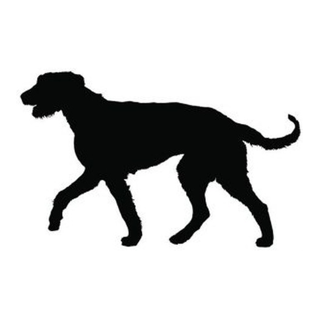 Scottish Deerhound 2