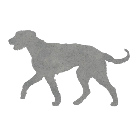 Scottish Deerhound (Gentle Walk)