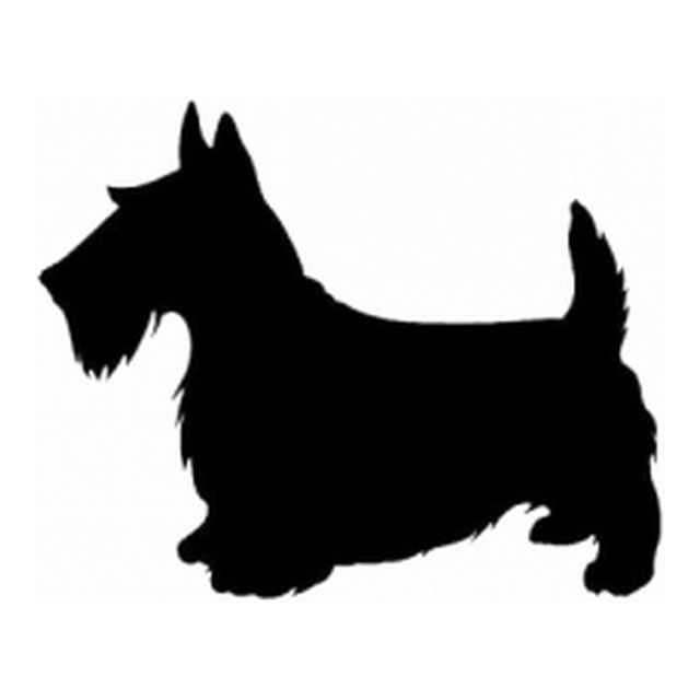 Scottish Terrier 1