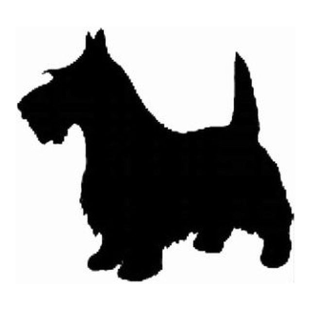 Scottish Terrier 2