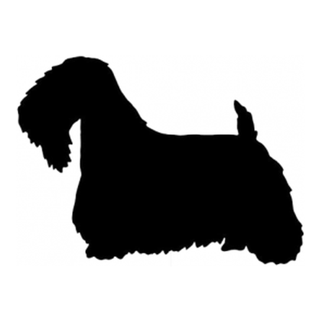 Sealyham Terrier