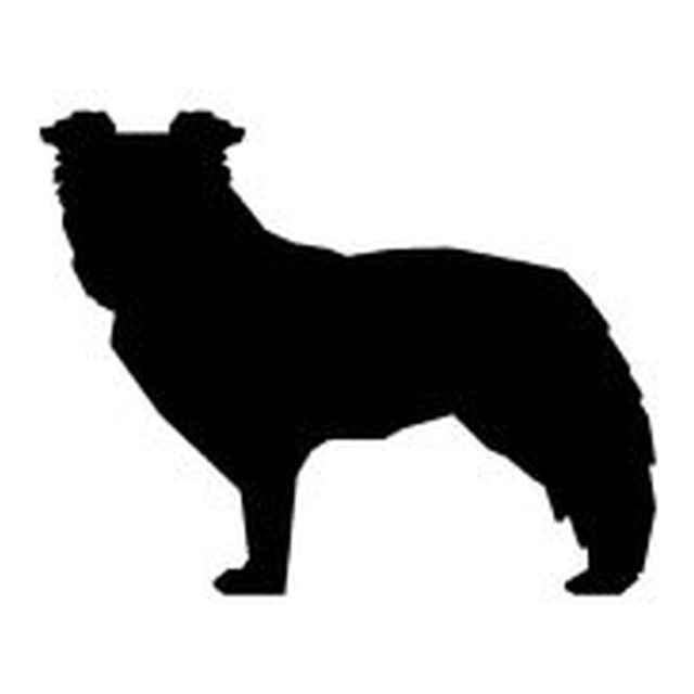 Sheep Dog