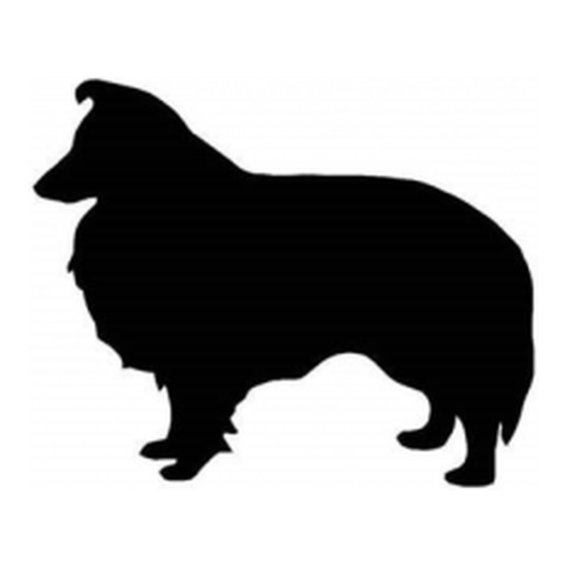 Shetland Sheepdog 1