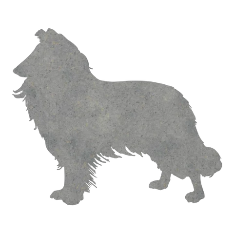 Shetland Sheepdog (Alert Stance)