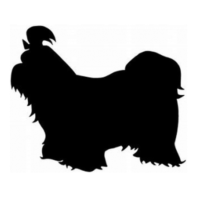 Shih Tzu 1