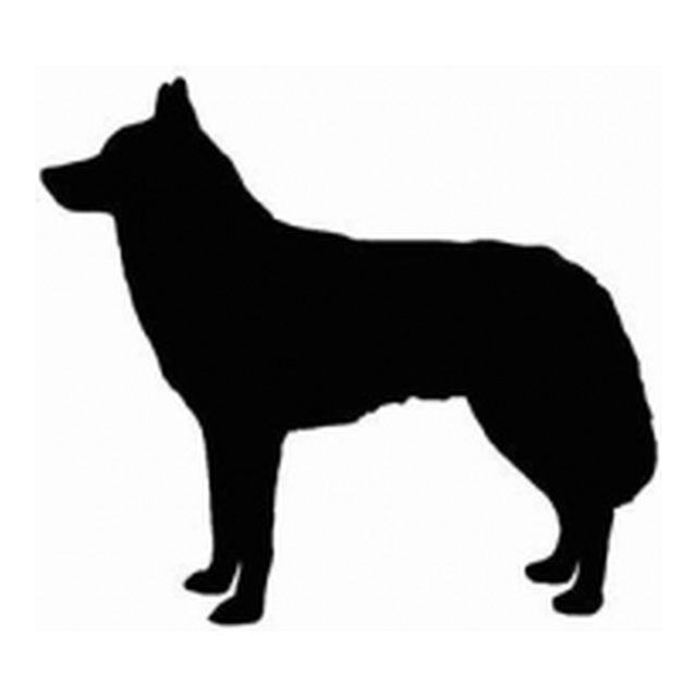 Siberian Husky 1