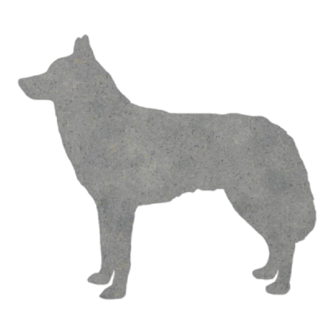 Siberian Husky (Alert Stance)