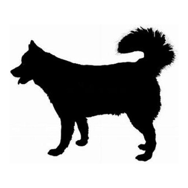 Siberian Husky 2