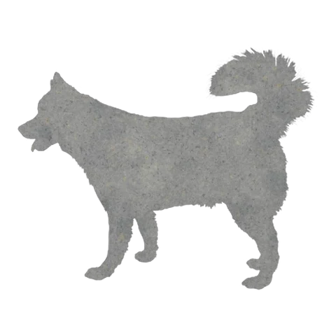 Siberian Husky (Curled Tail)
