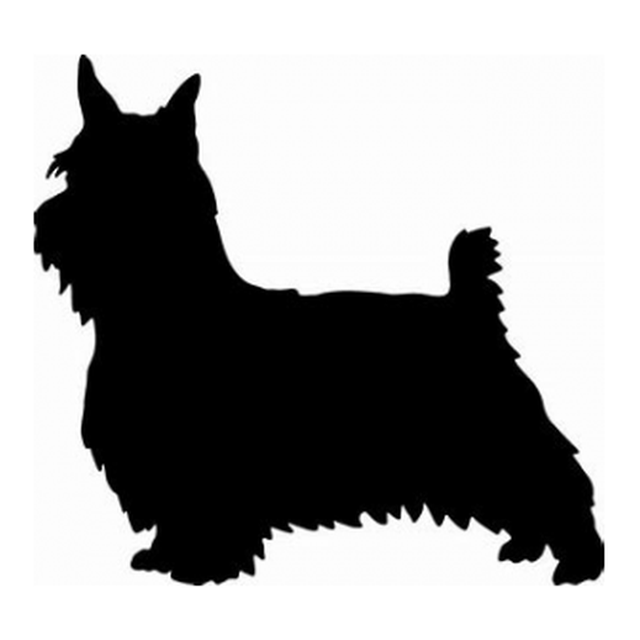 Silky Terrier 1