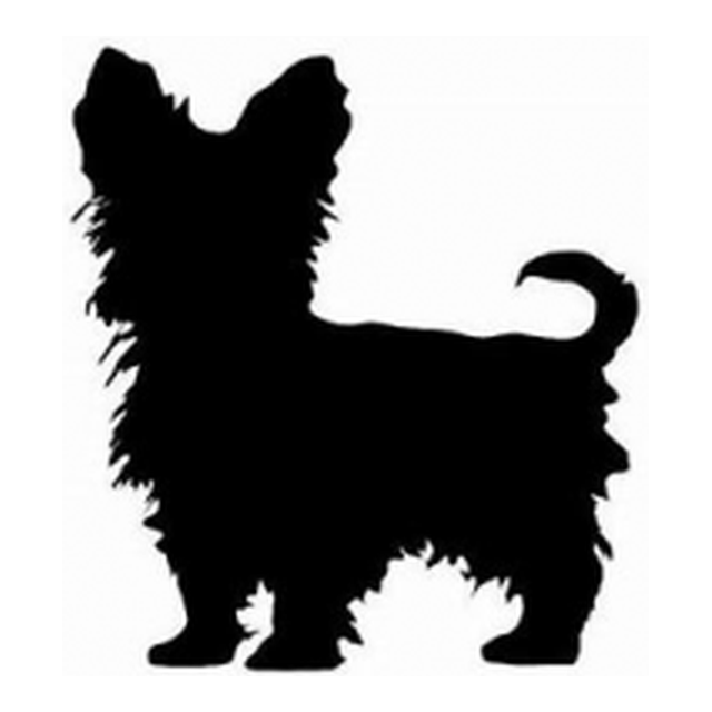 Silky Terrier 2