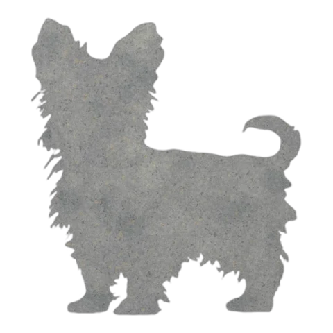 Silky Terrier (Silky Coat)