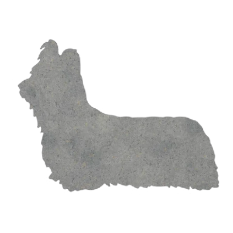 Skye Terrier