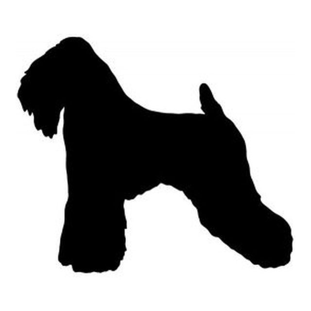 Soft Coated Wheaten Terrier
