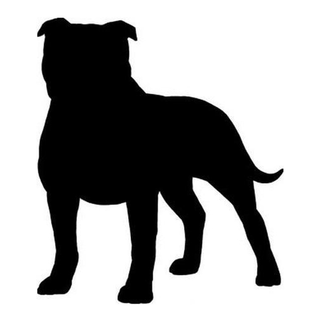 Staffordshire Bull Terrier 1