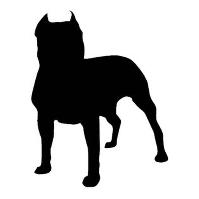 Staffordshire Bull Terrier 2
