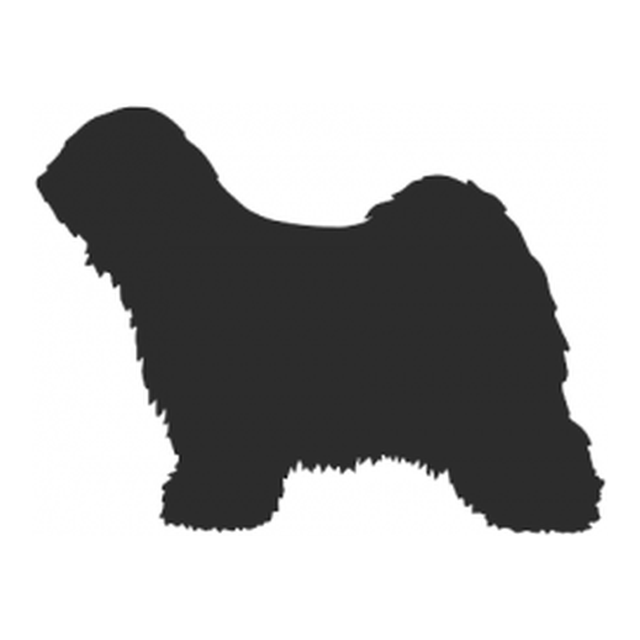 Tibetan Terrier 1