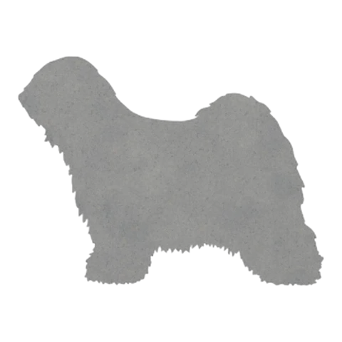 Tibetan Terrier (Shaggy Coat)