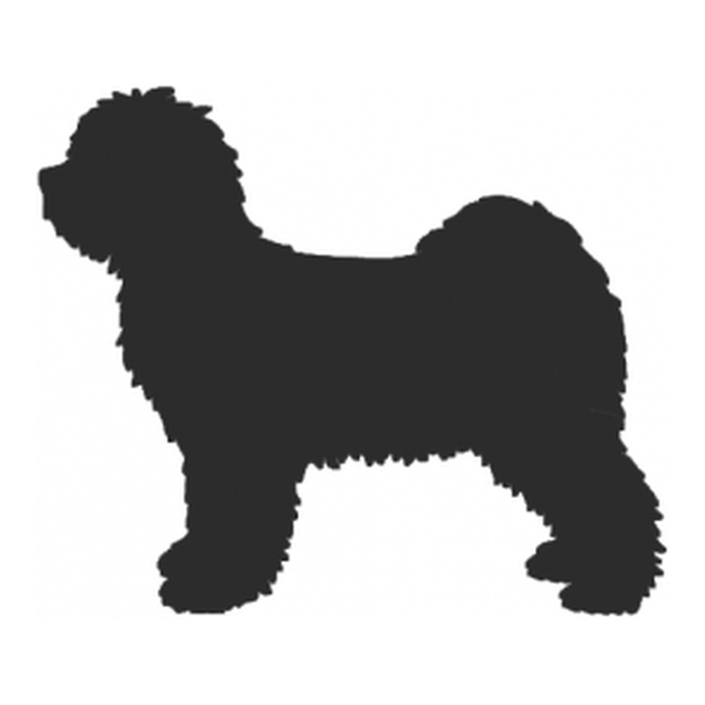 Tibetan Terrier 2