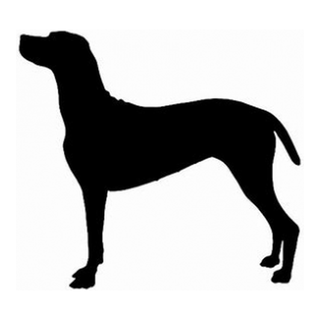 Vizsla 1
