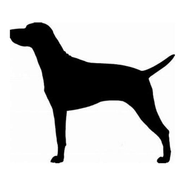 Vizsla 2