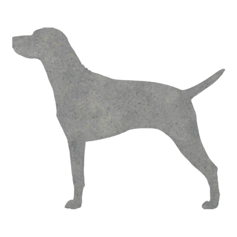 Vizsla (Alert Stance)