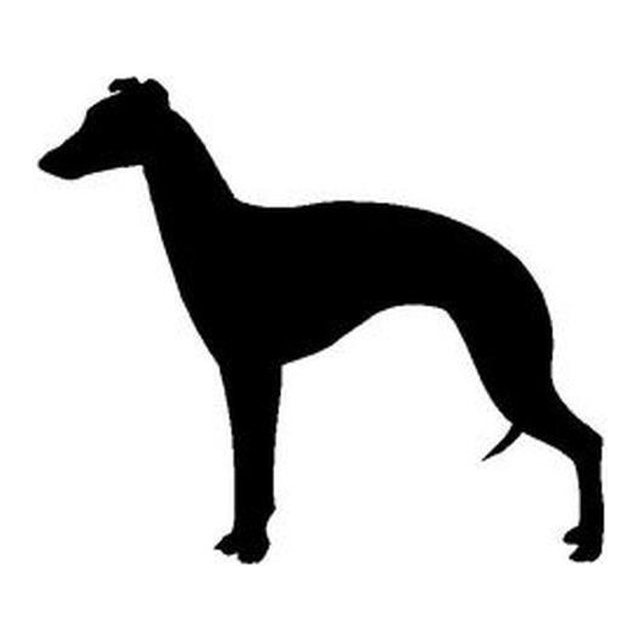Whippet 1