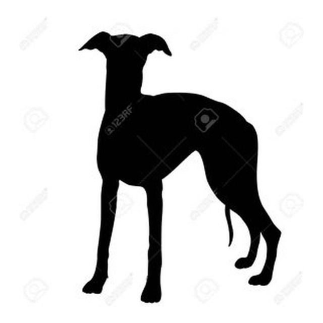 Whippet 3