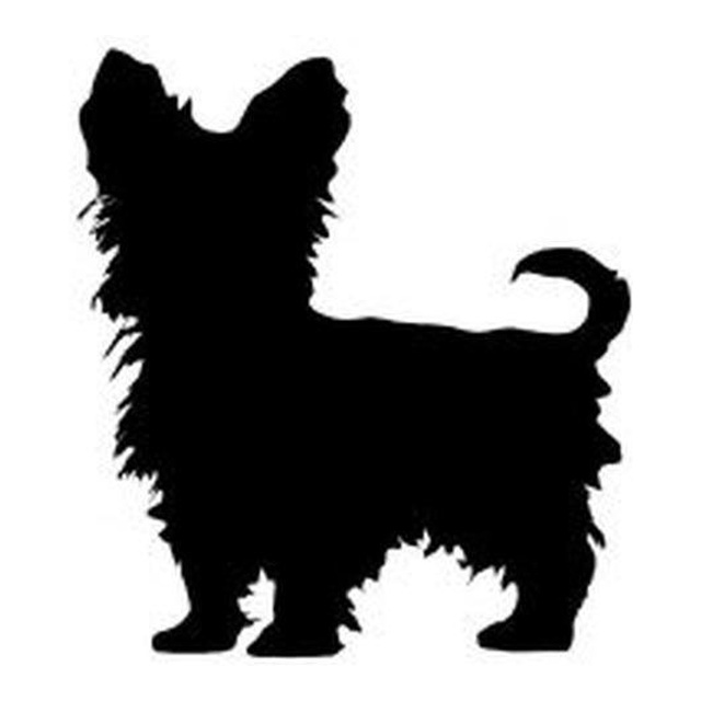 Yorkshire Terrier 1