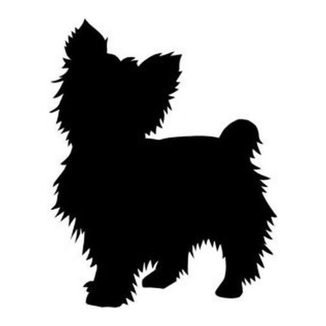 Yorkshire Terrier 2