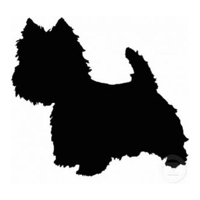 Yorkshire Terrier 3